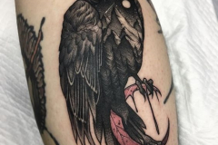 Татуировка : Ворон, Птицы, Цветные на предплечье