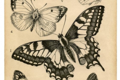 Татуировка : Бабочка