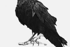 Татуировка : Птицы, Ворон