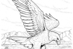 Татуировка : Птицы, Орел - эскиз