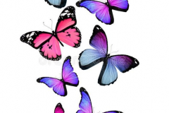 Татуировка : Цветные, Бабочка